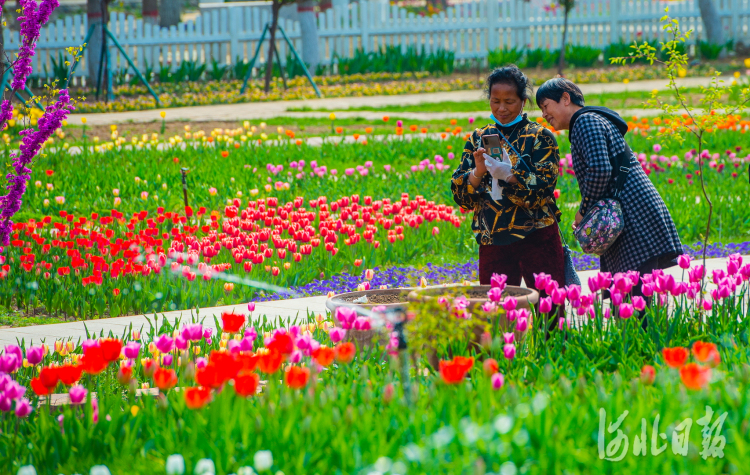 2021年4月8日，石家庄市植物园第十五届郁金香文化节开幕。本届郁金香文化节以“郁见你真好”为主题，共展出郁金香110个品种，同时引进了龙面花、藻百年、古代希、六倍利赛船系列等新品种花卉共计70万株，种植面积达1万平方米。河北日报记者田明摄影报道