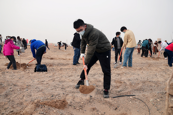志愿者们在春种现场种植胡杨幼苗