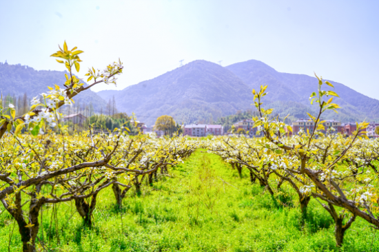 花开正好遇见鸬鸟鸬鸟镇山花节正式启幕