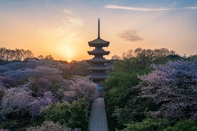 東湖櫻花園4月6日起閉園休整明年不見不散