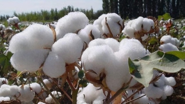 新疆白棉花被西方国家"染黑",背后是政治操弄?