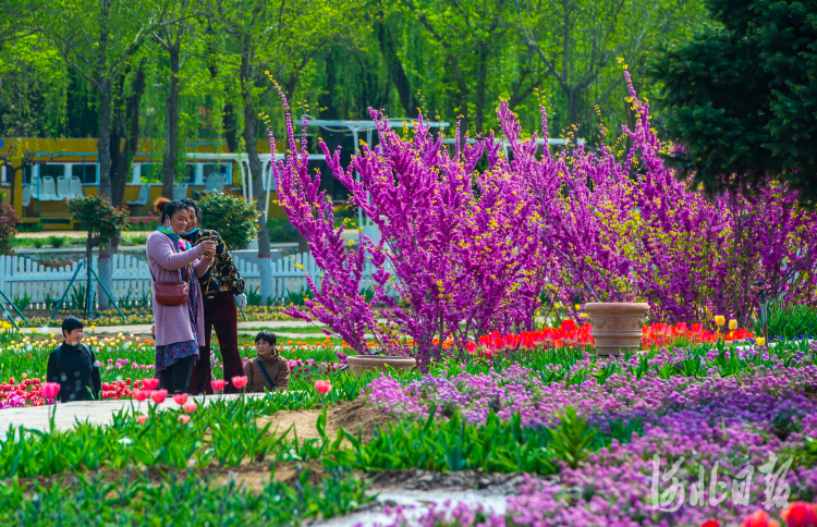 展区将郁金香与紫色角堇、风信子、洋水仙、贝母、香雪球、紫罗兰、翠雀、毛地黄、美女樱、羽扇豆等花卉搭配栽植，颜色更加鲜艳，品种更加丰富。河北日报记者田明摄影报道