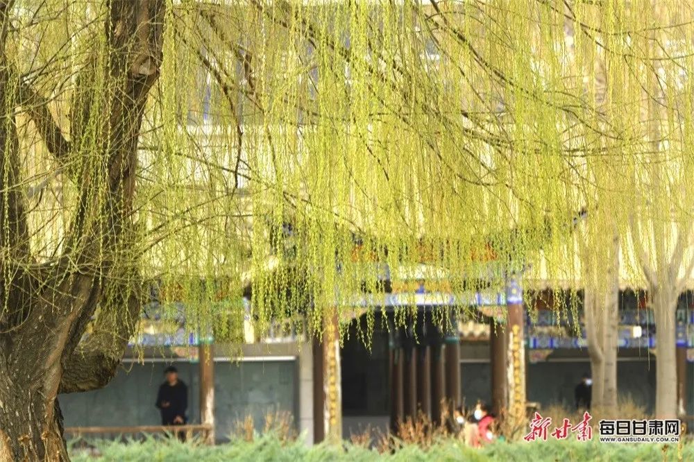 陈礼/摄