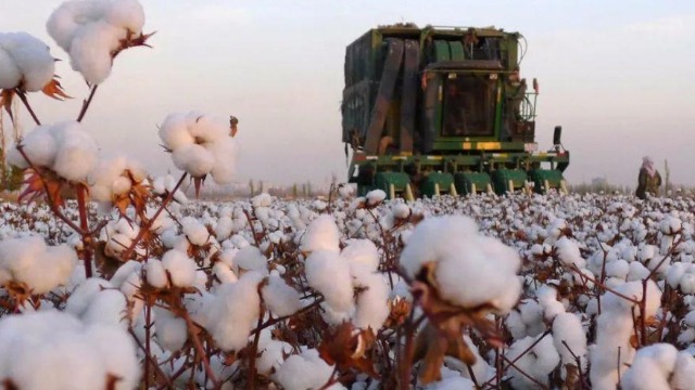 专家：新疆棉花大部分都已实现机械化生产