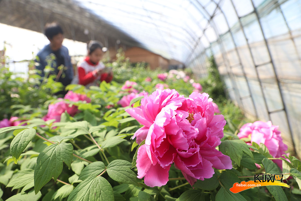 游客在唐山市丰润区燕沣园生态农场拍摄牡丹。
