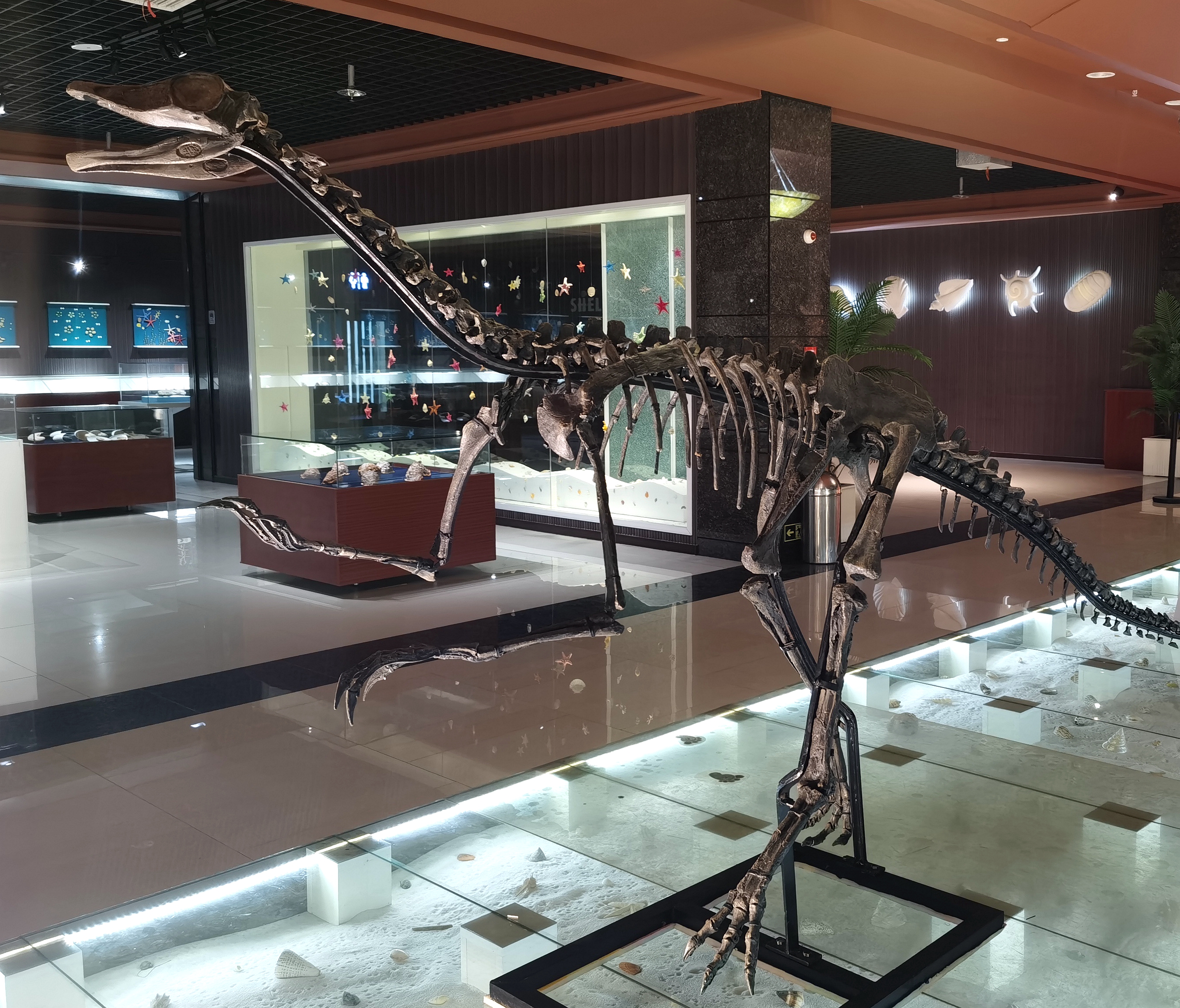 我陪恐龙数年纪神奇的古生物钟科普特展674月9日在青岛贝壳博物馆
