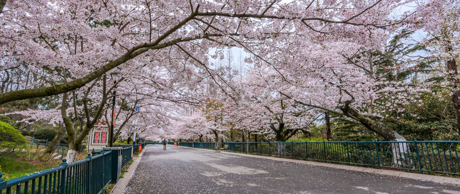 人山人海 青岛中山公园樱花盛放引数十万游客赏樱游园