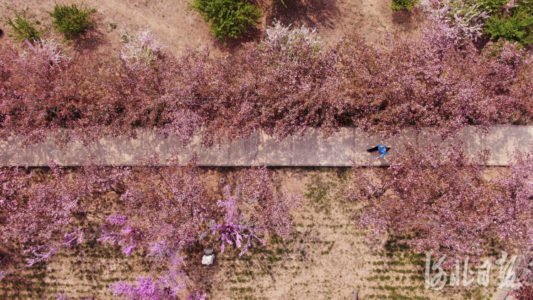 走进樱花园，空气中处处弥漫着淡雅的清香，花瓣随清风掠过，点点樱花落在发梢、眉间，如同仙境一般。河北日报记者田明摄影报道