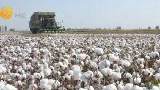 西方对新疆棉花的抵制对我国棉产业有何影响？