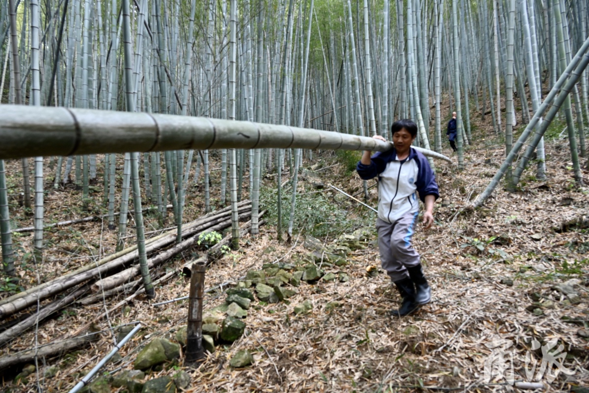 "篱笆创意大赛"启动第一天,在宁海县大佳何镇石门村岙潘自然村村口