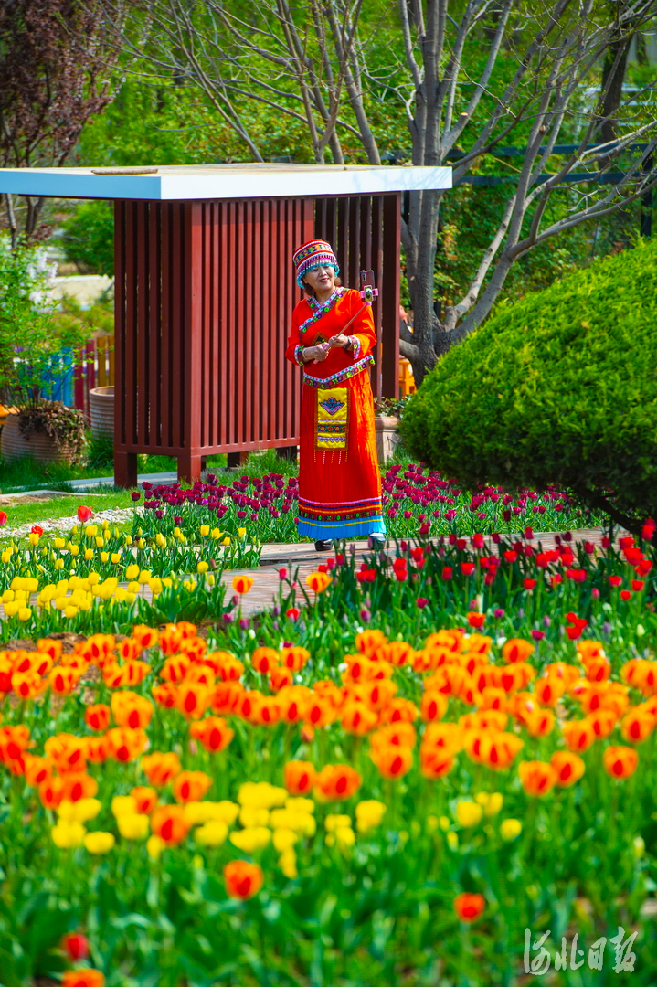 本届郁金香文化节分为四大展区，共种植了郁金香近30万株，其中包括靓丽鹦鹉、皇家十号、燃烧的青春、交响乐、紫骄傲等30余个新品种。河北日报记者田明摄影报道