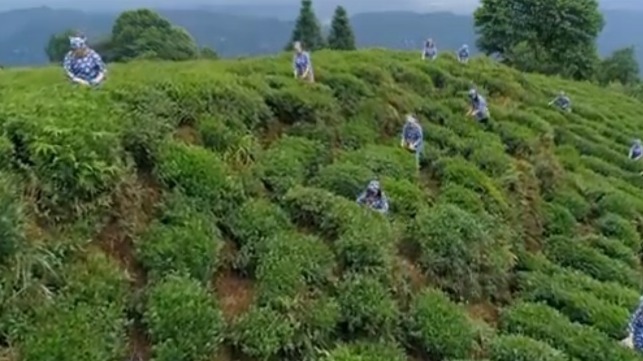 蒙顶山：中国茶文化的发源地之，清净而典雅