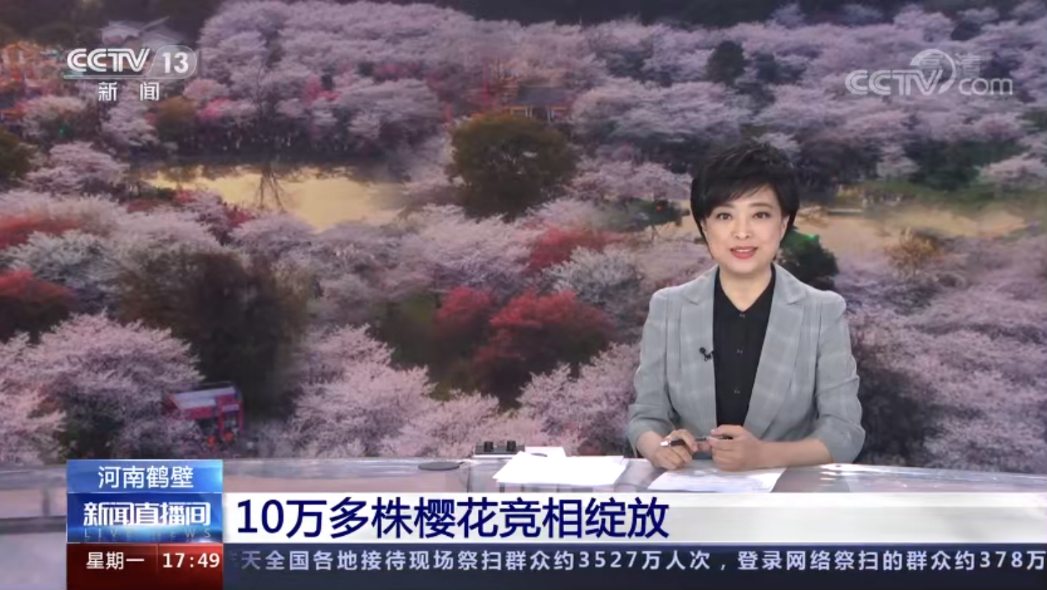 出圈！第七届中国（鹤壁）樱花文化节引来央视、凤凰卫视等关注