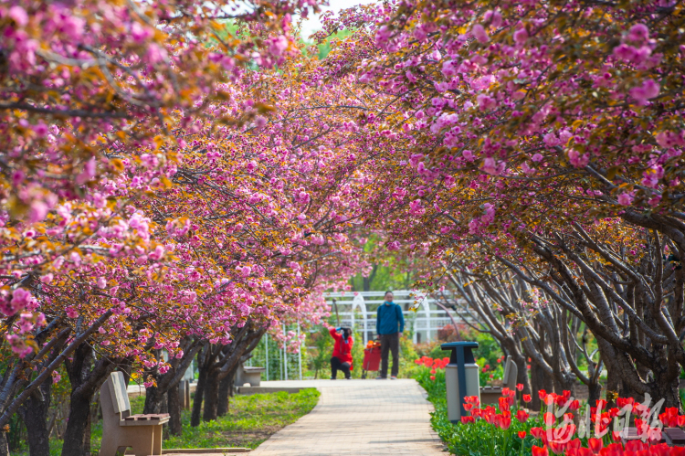 郁金香文化节期间，园内的晚樱、海棠也正值最好花期。植物园樱花园占地3万平方米，种植樱花3000余株，包括大山樱、关山、松月、普贤象、郁金、一叶等品种。河北日报记者田明摄影报道