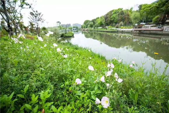 南官河印象柳條如絲雨如煙