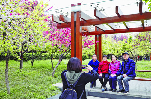 西安高新区:不负花期俏争春 木塔寺公园花开正艳