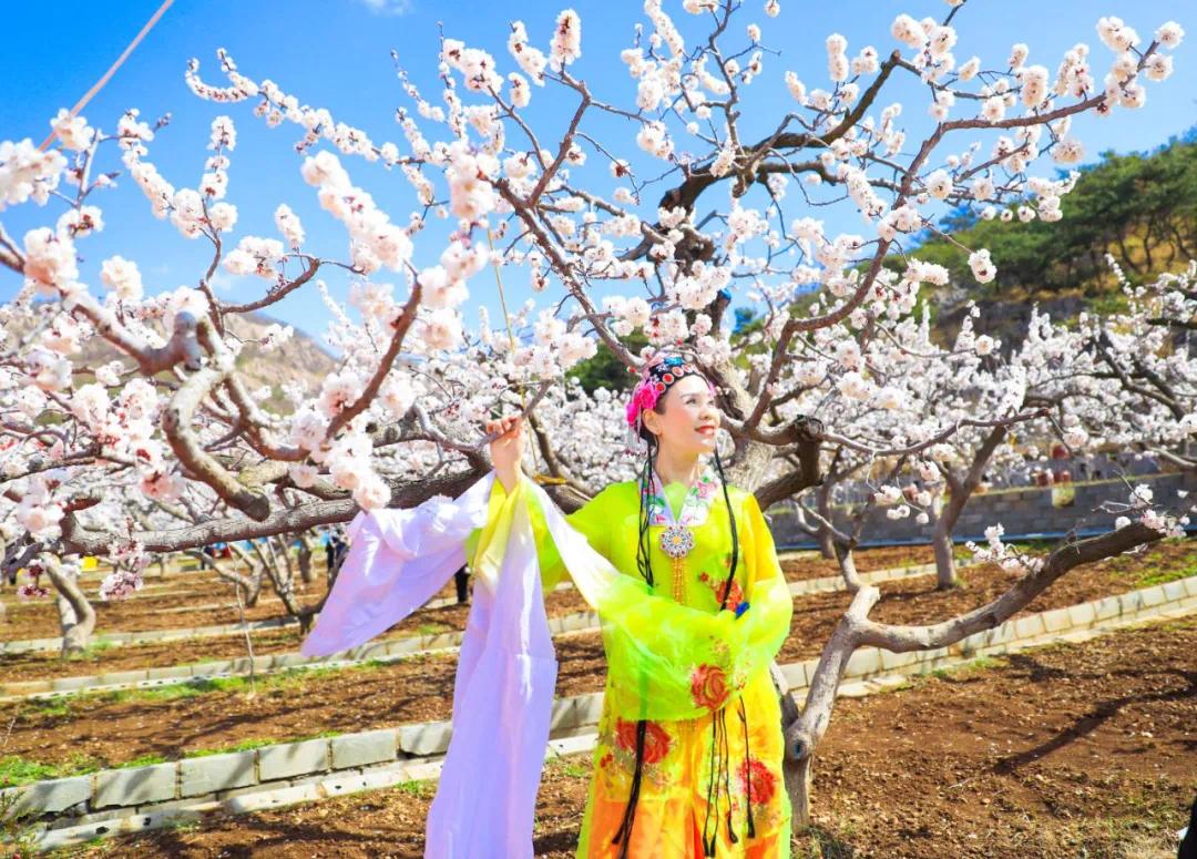 丹東大孤山杏梅花節開幕30張美圖曝光盛會持續3天