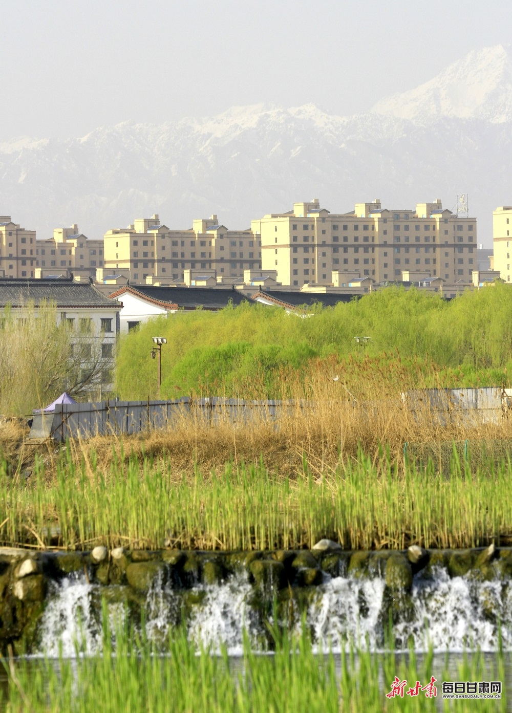 张掖湿地芦苇始新芽 候鸟嬉戏奏响“生态交响曲”