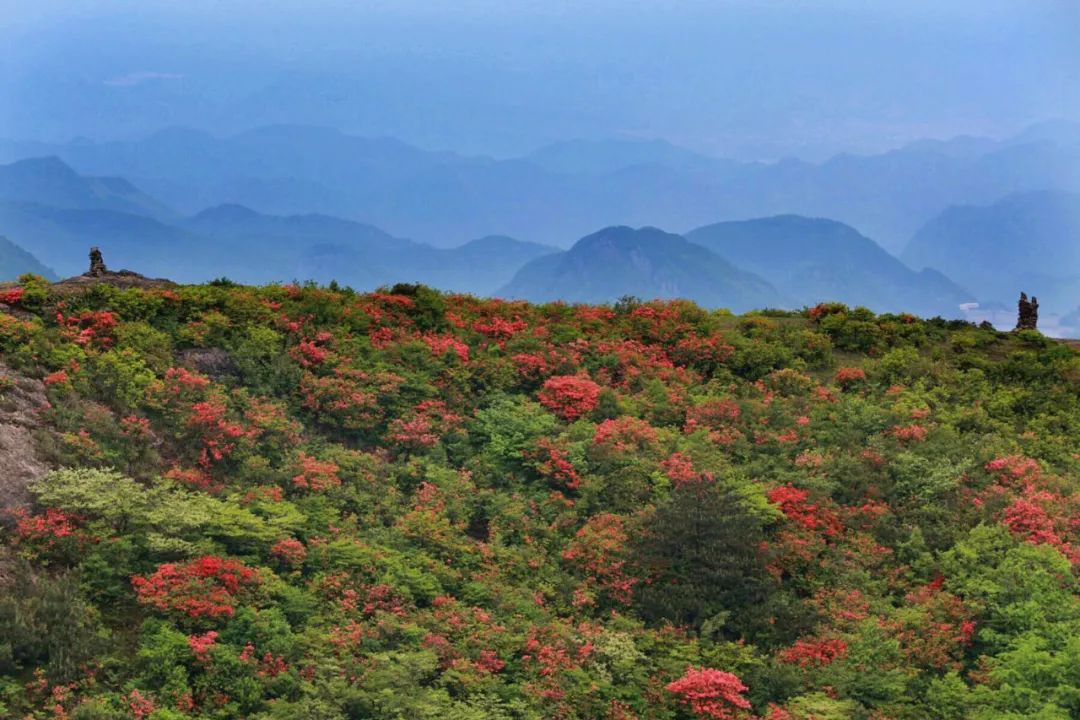 杜鹃花：白居易诗里的“花中西施”淹没山头