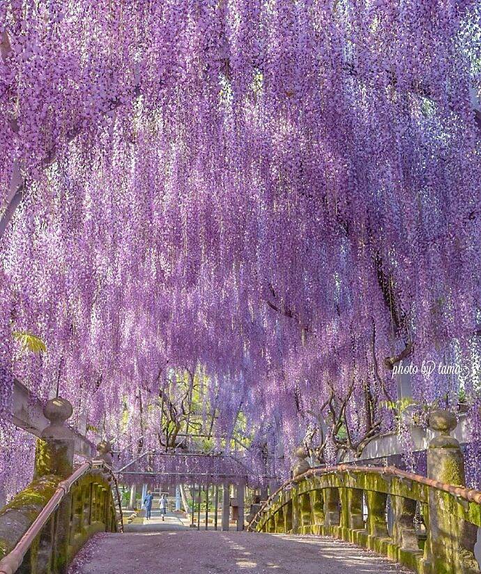 日本春夏的花季有多美好 福冈县柳川市中川の大藤满眼的紫藤真的美得很优 凤凰网 日本春夏的花季有多美好 福冈县柳川市中川の大藤满眼的紫藤真的美得很优 凤凰网
