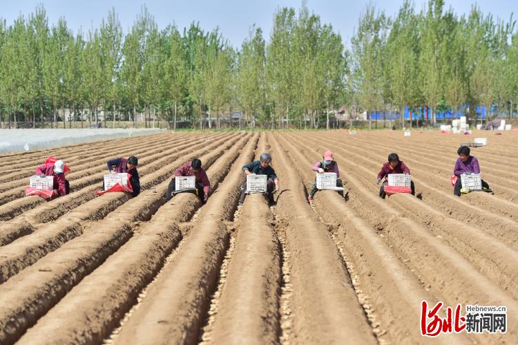 生姜几月种植适合什么地区种植 256BEE6FD6C306933F3E54F4A382F61F324EC7D0_size83_w750_h499.jpg