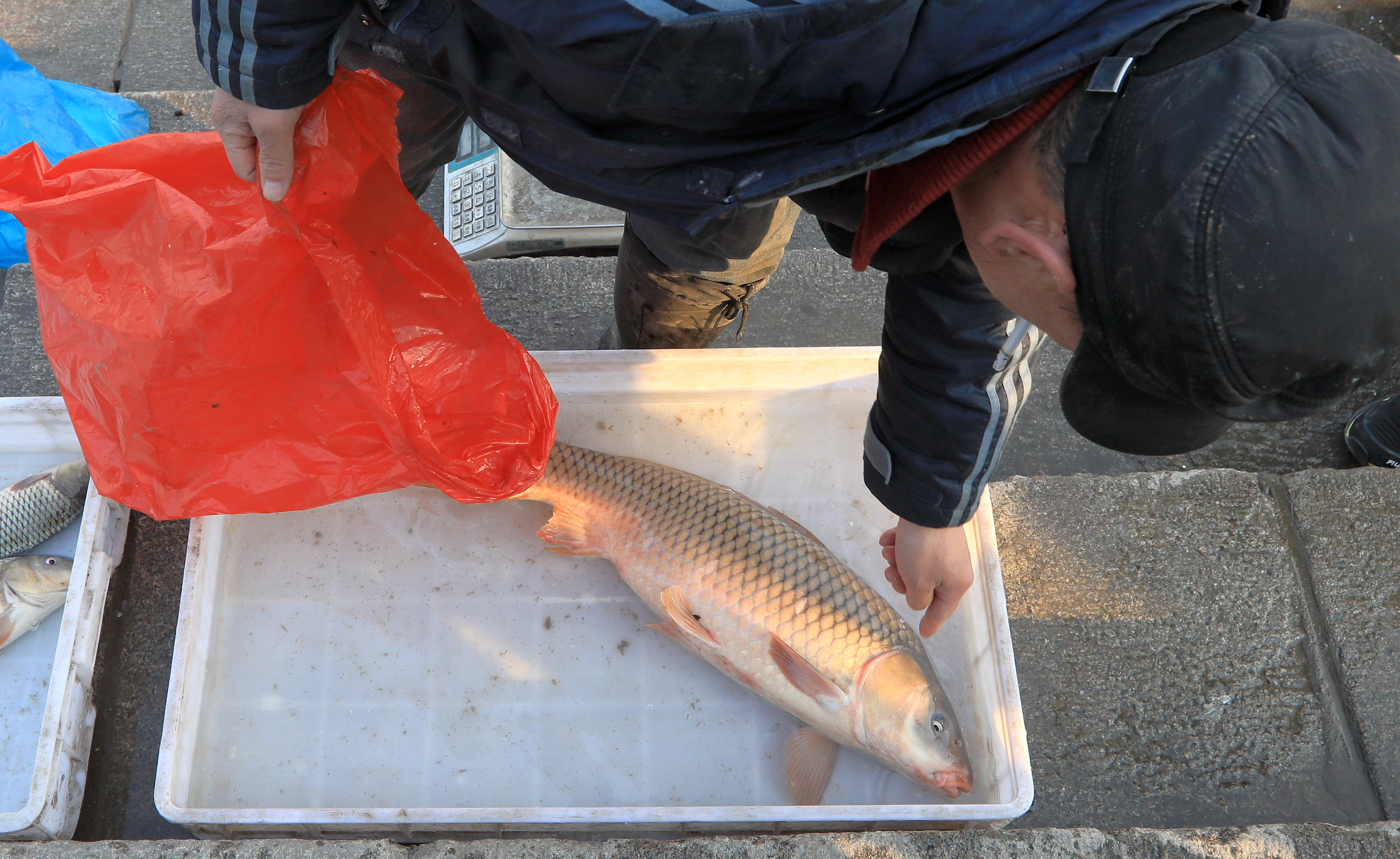 松花江开江鱼上市售价比往年便宜