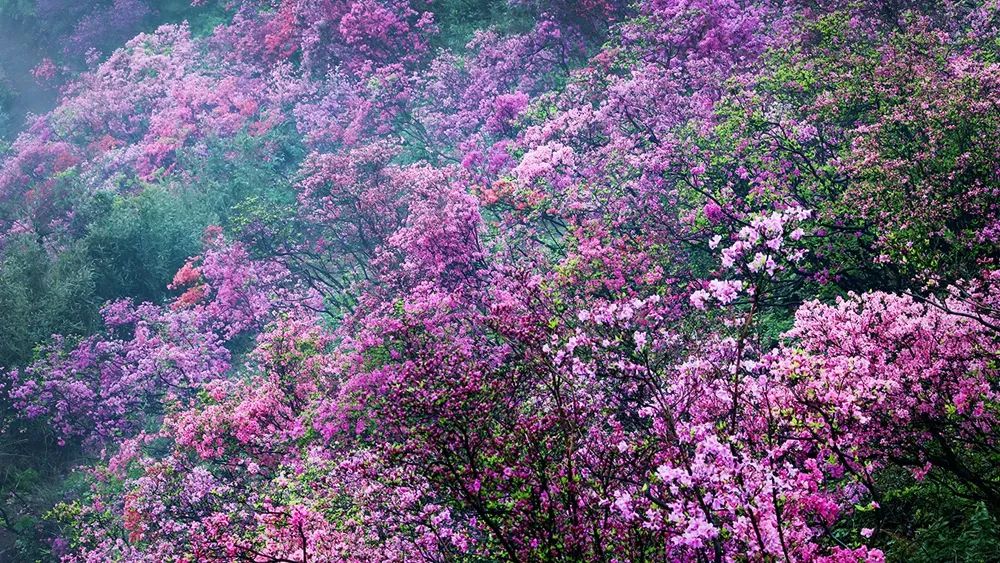 杜鹃花：白居易诗里的“花中西施”淹没山头