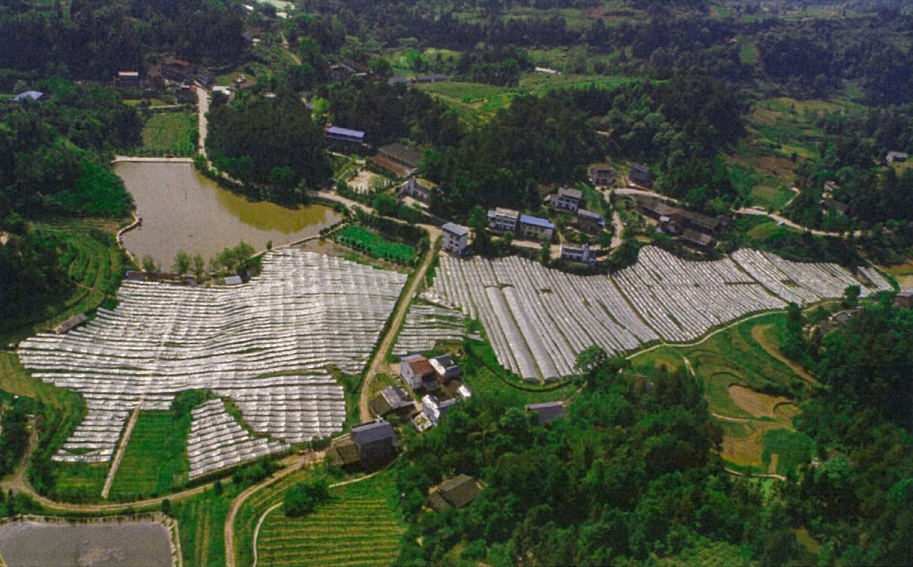 巴南区接龙镇荷花村风光