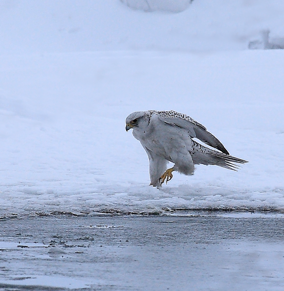 密山市鸟—海东青杏花,又称杏子,是杏属李亚科植物,其果肉,果仁均可