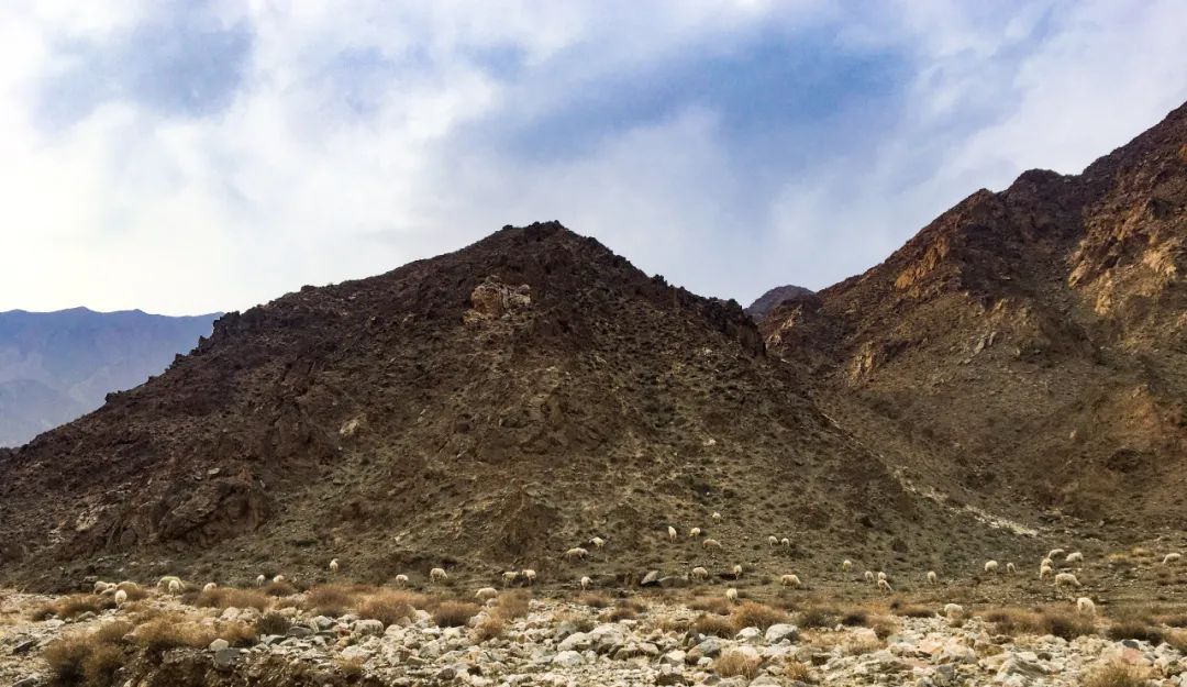 ↑龙首山上的羊群