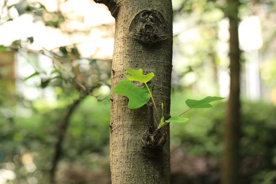 鹅掌楸（Liriodendron chinense），木兰科鹅掌楸属，落叶乔木。自然分布于重庆、四川、云南、贵州、湖北、湖南等地。因叶似马褂，又叫“中国马褂木”。  周敏 图