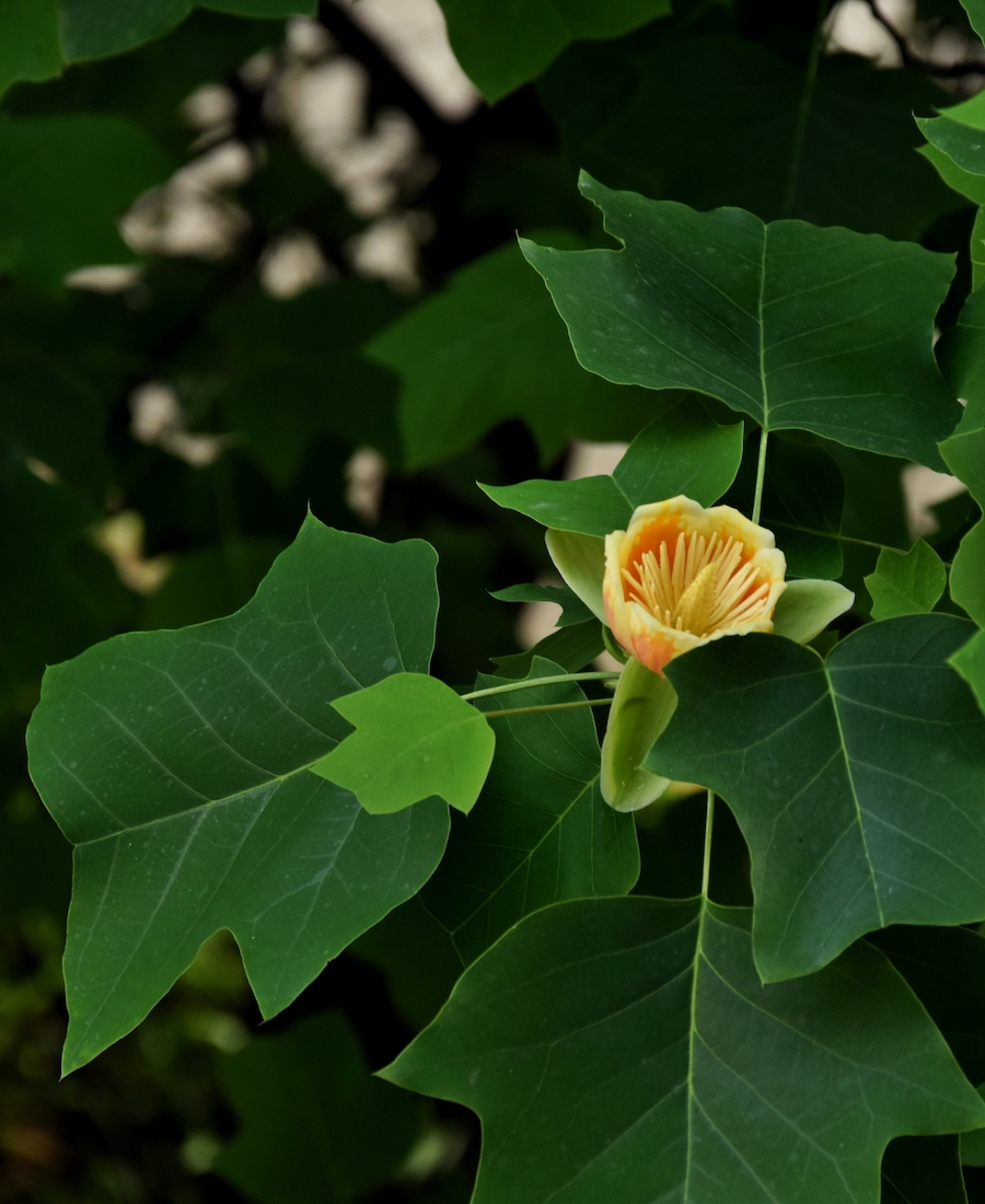 杂交鹅掌楸（Liriodendron chinense × tulipifera）   颜超 图 摄于长沙