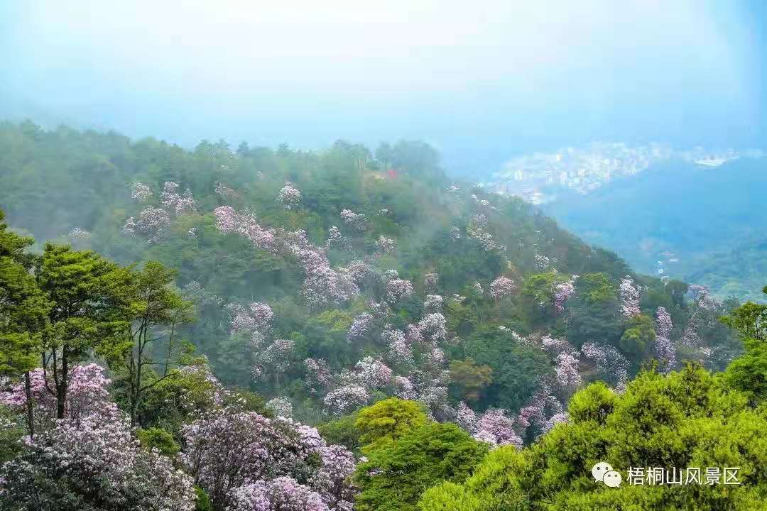 深圳梧桐山的毛棉杜鹃花盛放