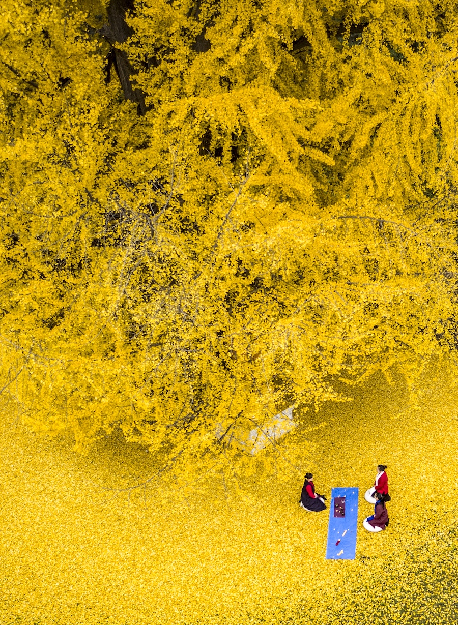 银杏观赏季十分壮观。  视觉中国 图