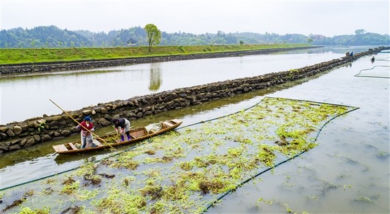 建生态浮床 净化水环境