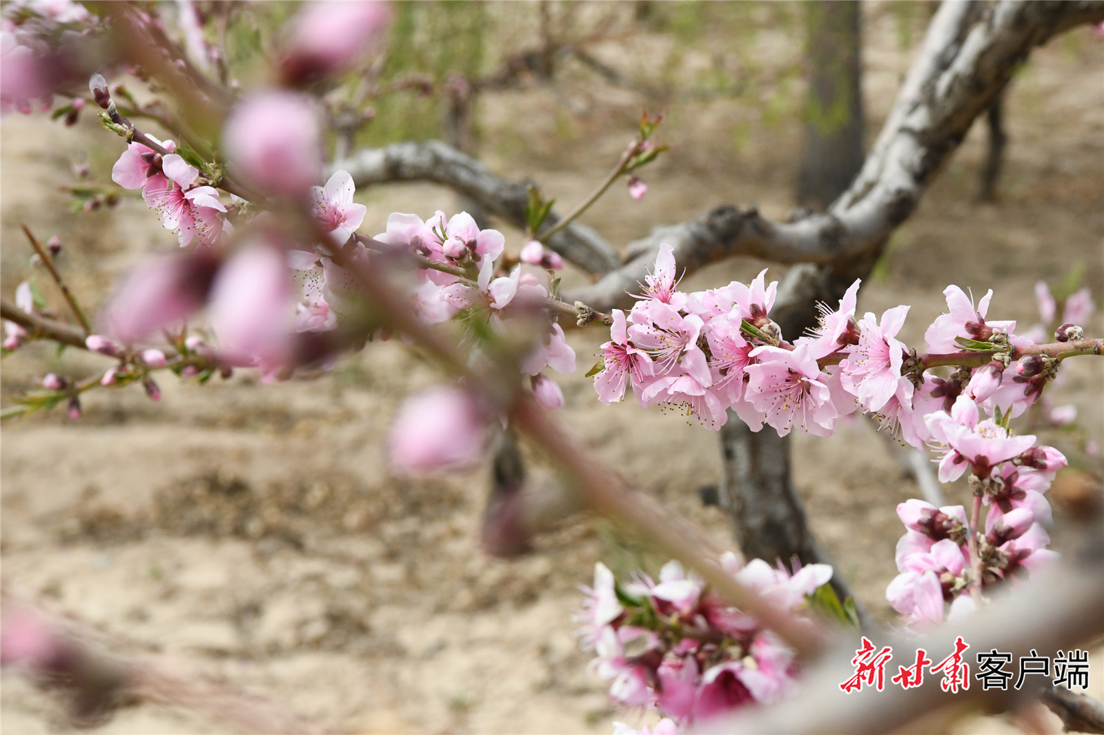暖阳之下桃花怒放