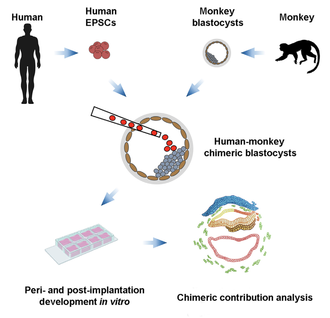 中国科学家世界首次成功构建生物节律紊乱体细胞克隆猴模型 - 2019年1月24日, 俄罗斯卫星通讯社
