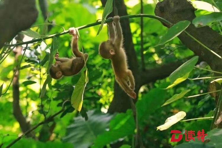 广东内伶仃-福田国家级自然保护区，猕猴林间嬉戏