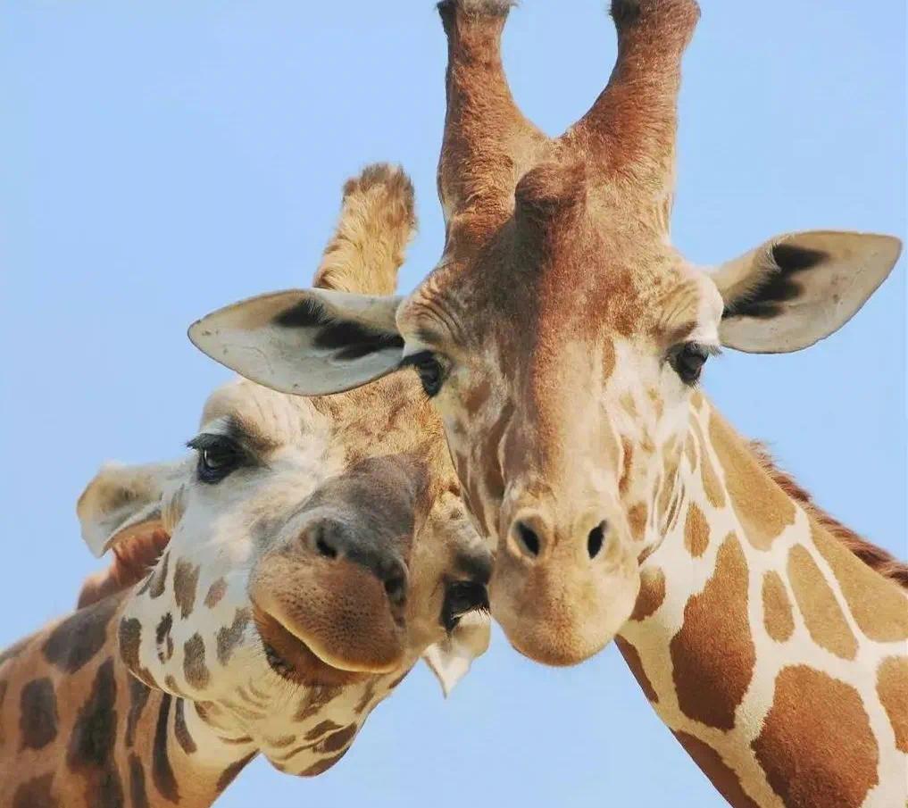 藏地科普长颈鹿会说话吗