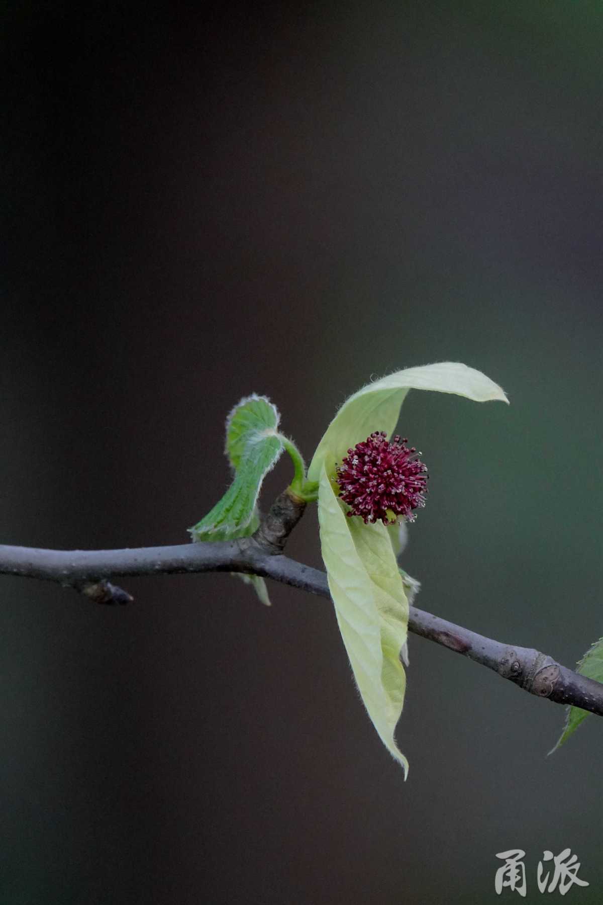属孑遗植物,和水杉一样,可谓咱们中国人最熟悉的植物界国宝了,记得