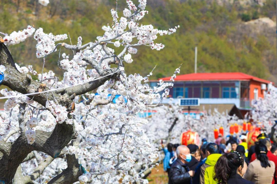 丹东大孤山杏梅花节开幕30张美图曝光盛会持续3天