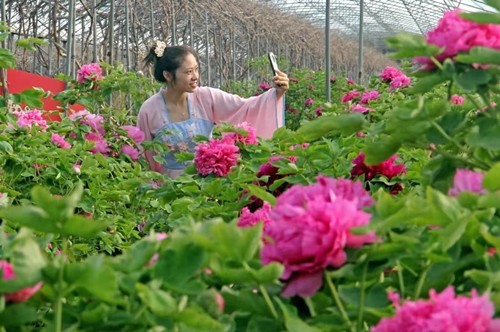 第九届汉牡丹文化节“云”端发布会暨柏乡县重点招商项目签约仪式在石举行
