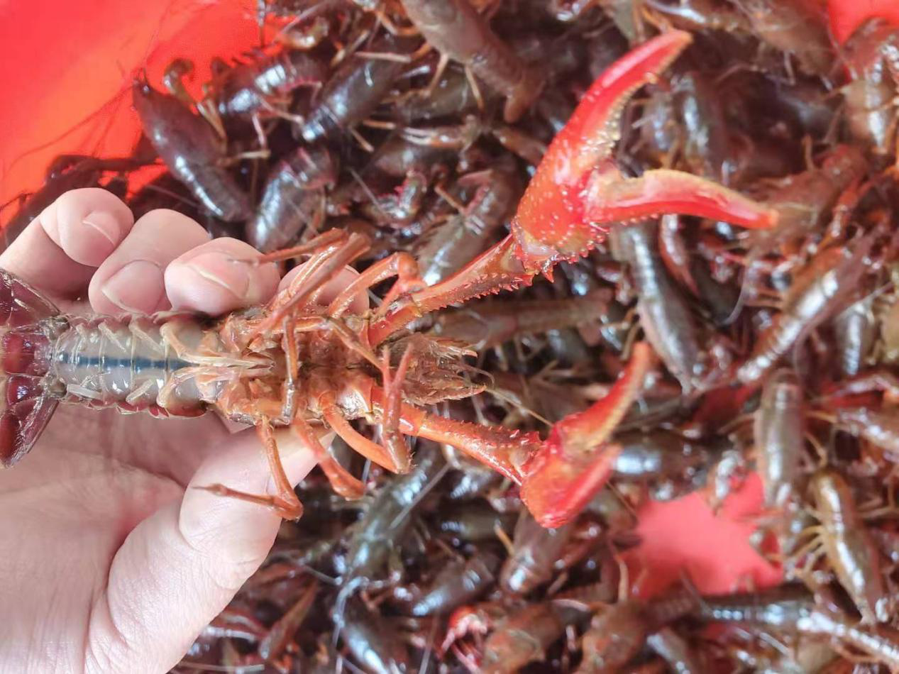 九江小龙虾抢鲜上市价格挺辣