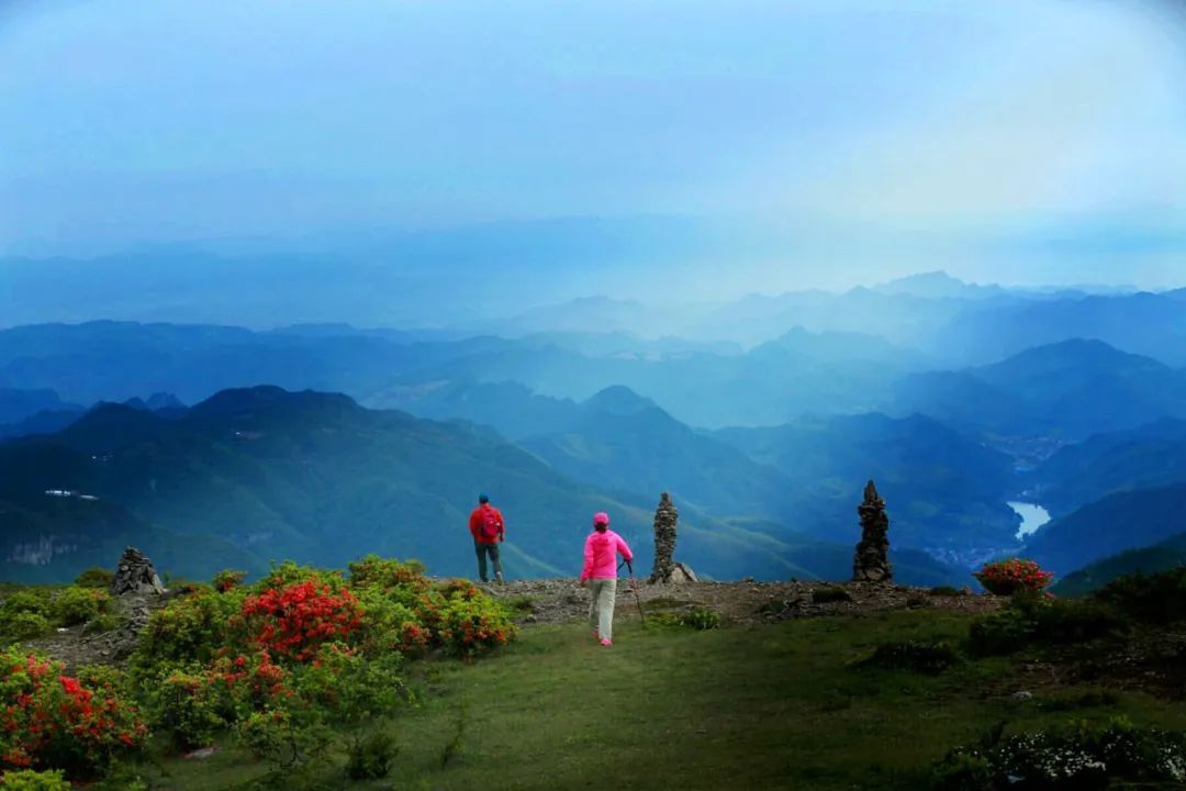 杜鹃花：白居易诗里的“花中西施”淹没山头