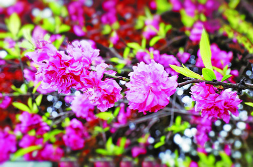 木塔寺公园花开正艳