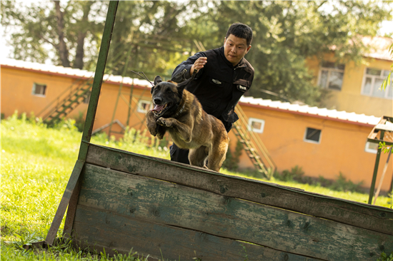 相伴虽无言孤独不平凡记哈尔滨市公安局刑事技术支队警犬大队副队长路