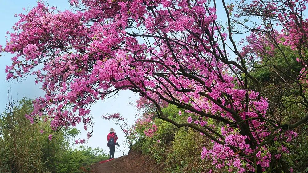 杜鹃花：白居易诗里的“花中西施”淹没山头