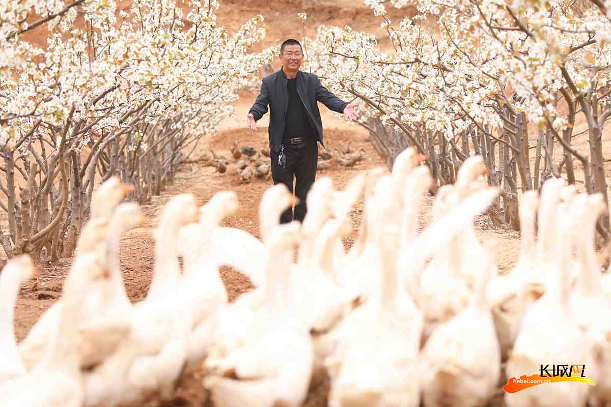丰润区姜家营乡小峪村农民在梨树下养殖家禽。