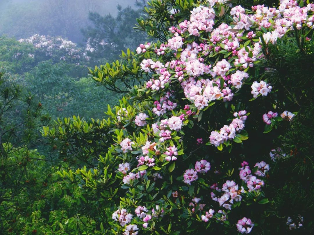 杜鹃花：白居易诗里的“花中西施”淹没山头