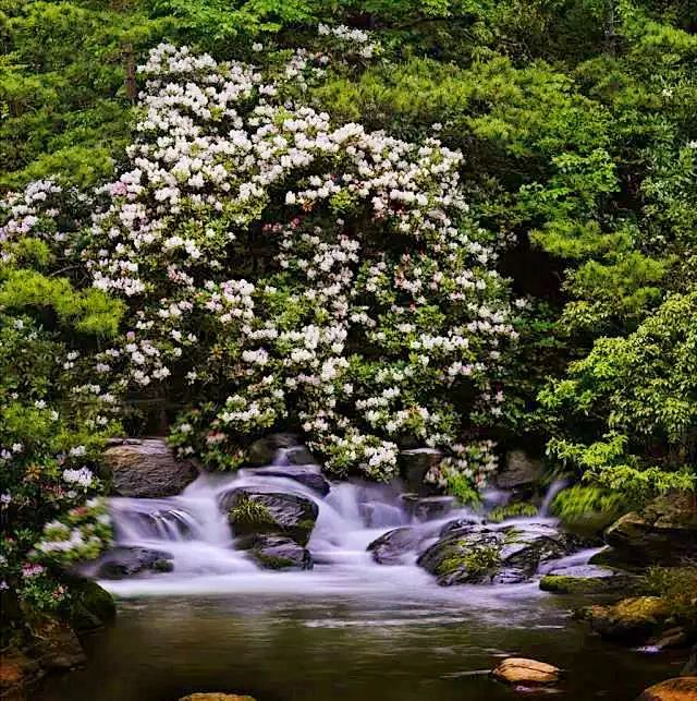 杜鹃花：白居易诗里的“花中西施”淹没山头